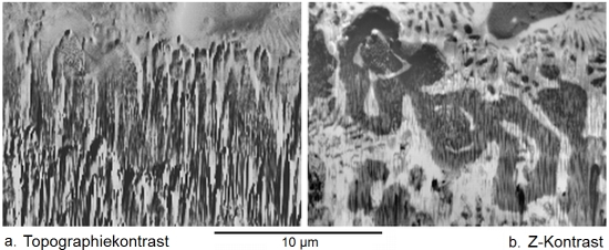 Topographie- und Materialkontrast bei einer Silberlotprobe